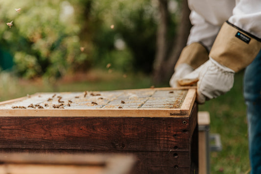 What are Beeswax Benefits and How Can They Help You?