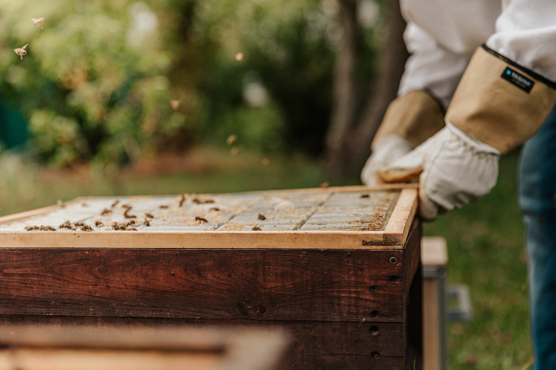 What are Beeswax Benefits and How Can They Help You?