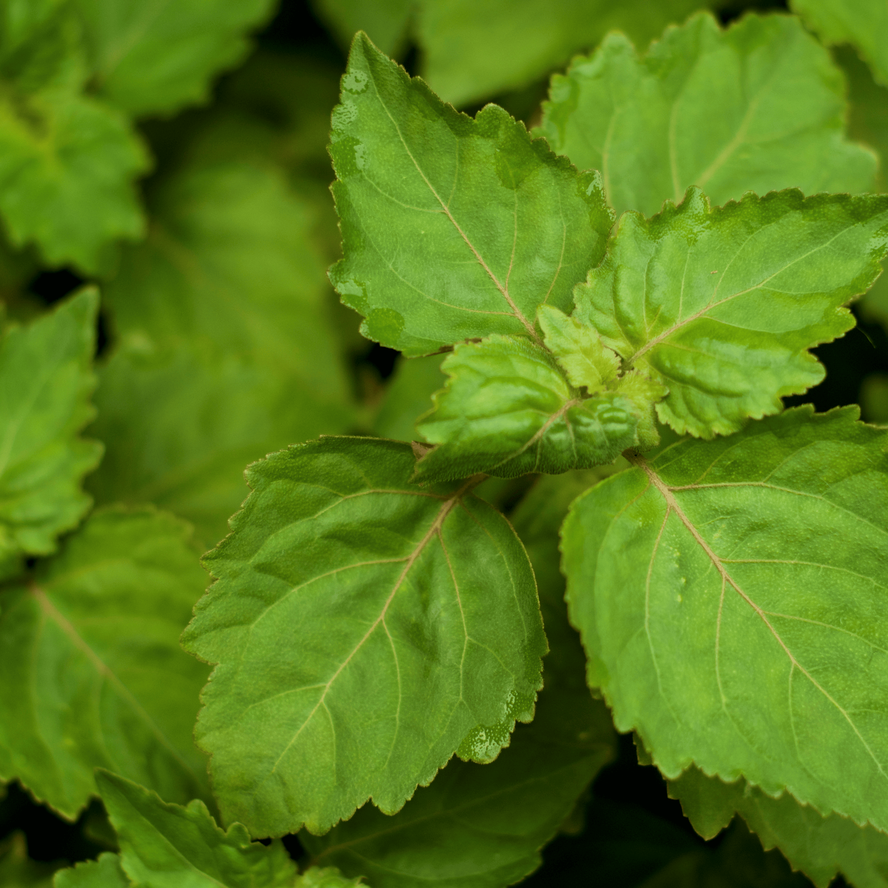 Patchouli Leaves
